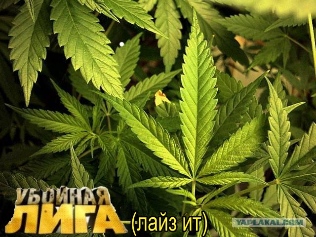 Фотожаба: ТВ программа