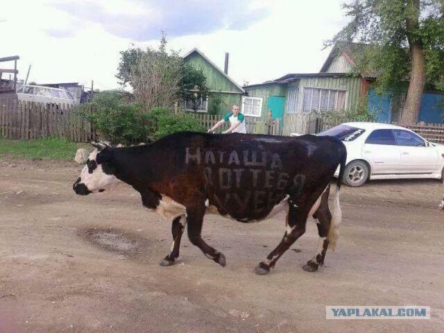 Стадо коров атаковало жилой двор в Челябинской области