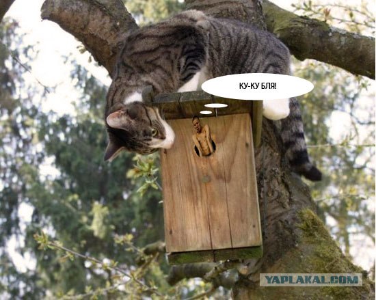 Фотожаба: Сейчас вылетит птичка, улыбайтесь!