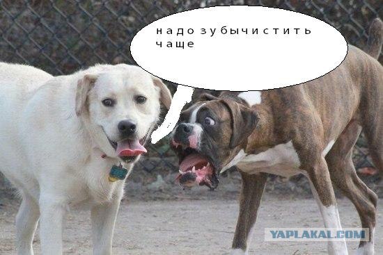 Фотожаба: Две собаки