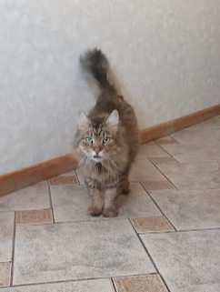 Котовторник (свои добавляем)