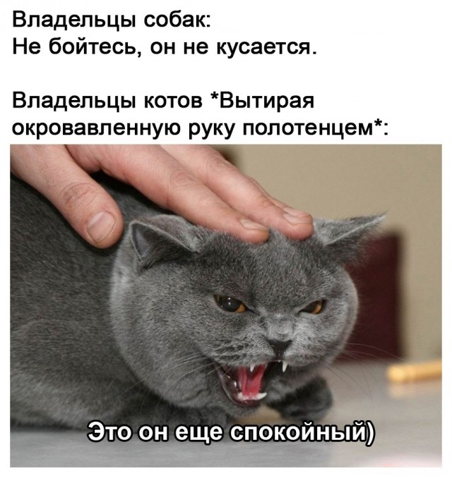Картинки и мемы для настроения  -  9