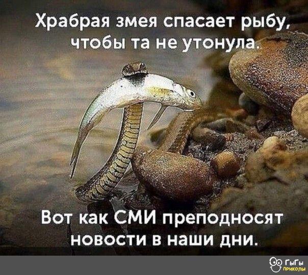Нужно законодательно запретить распространение информации с оскорблениями президента России, - Мизулина