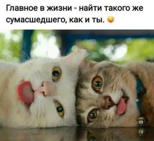 Победная поступь идиотизма по планете – том 6