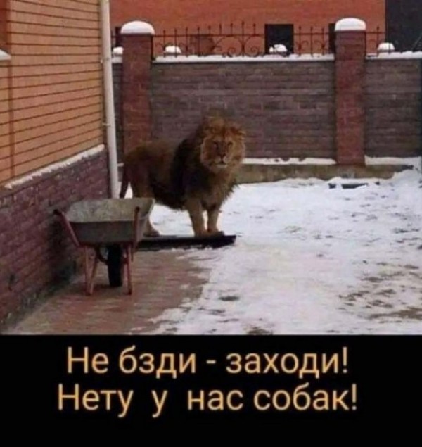 Собаковторник!