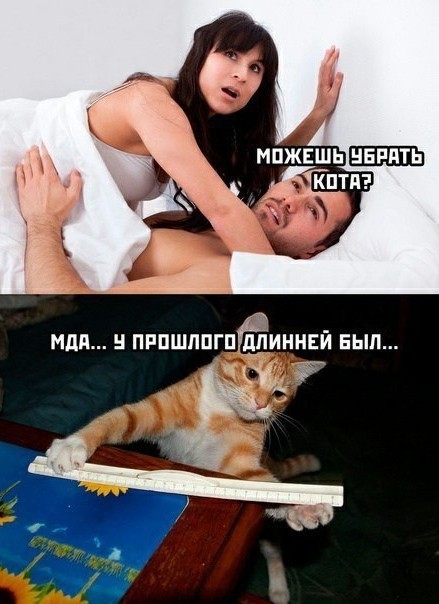 Очередная высадка питомца из поезда. На этот раз из электрички в Подмосковье высадили той-терьера по кличке Арчи