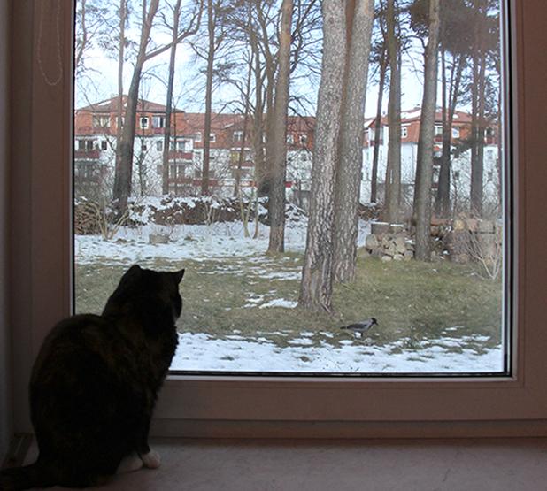 Котовторник  07.05.2013