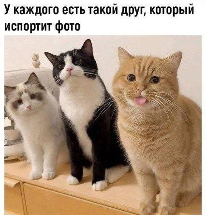 Котовторник в картинках