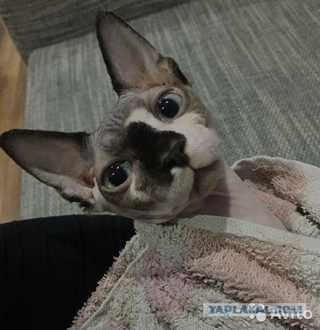 Нужна помощь по котейке!