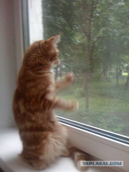 Немного о  Мейн Куне.