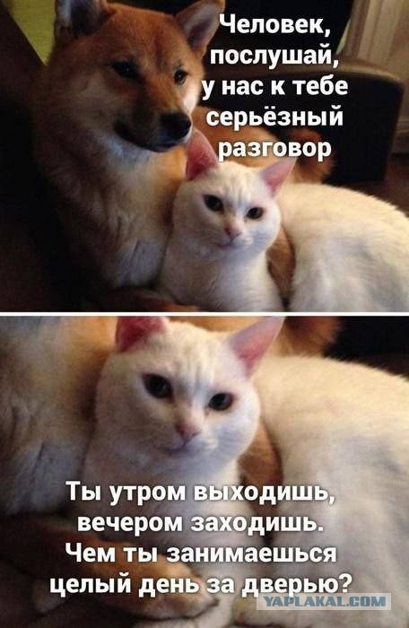 Так себе картинки 15.11.25