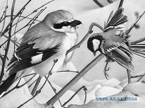 Проламывают череп и едят мозг: орнитологи рассказали правду о синицах