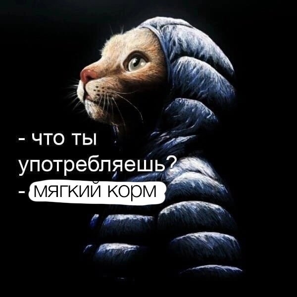 К котовторнику: подборка картинок-баянов с котиками и про котиков. Выпуск 39.
