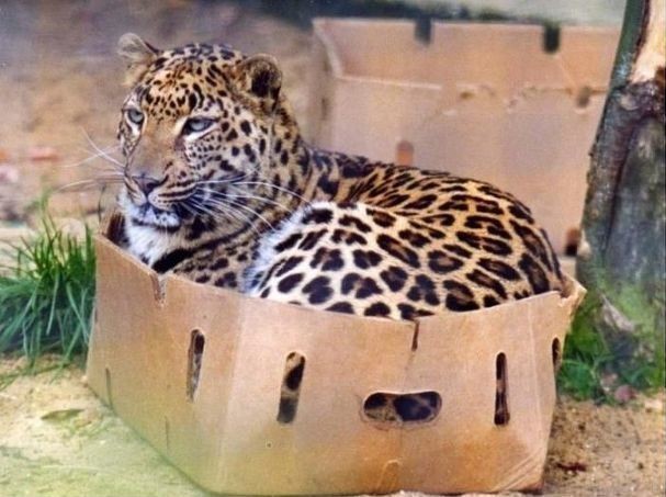 Подберём коте коробочку