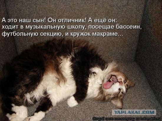 Невыразительные коты