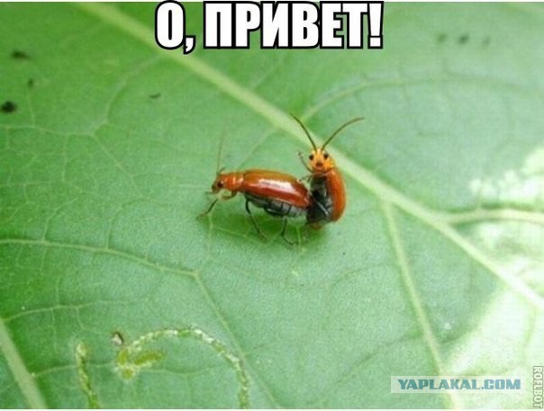 Секс в прямом эфире на PlayStation 4