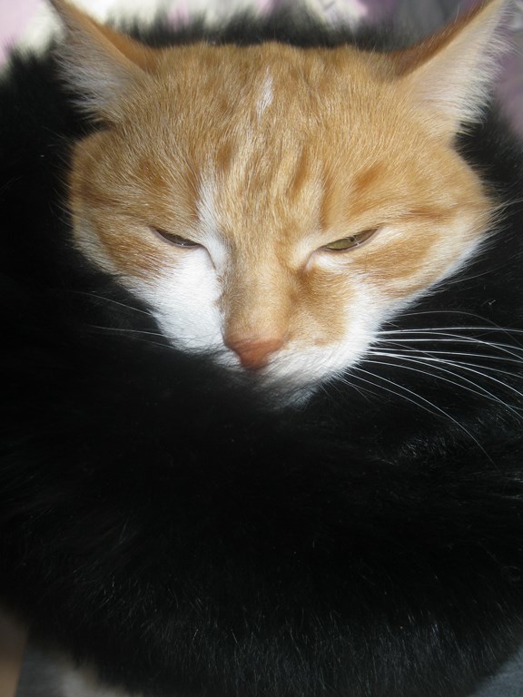 Котовторник  08.04.2014