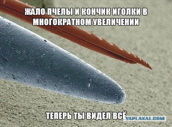 Хобби - пчеловодство