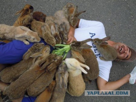 Всем зеленки!