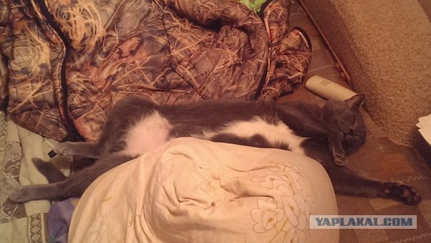 Котовторник 24.03.2015