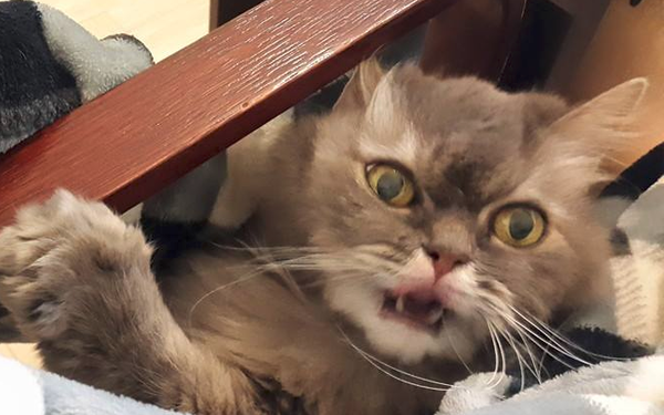 Котовторнику посвящается.