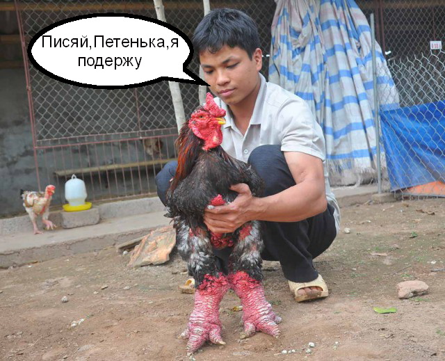 Курицы Донг Тао с драконьими лапами