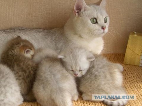 Забавные коты, ведущие себя как офисные работники