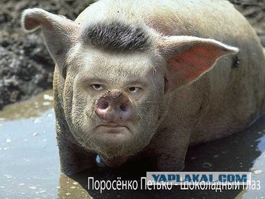 Гроб со свиньей принесли к зданию Верховной рады