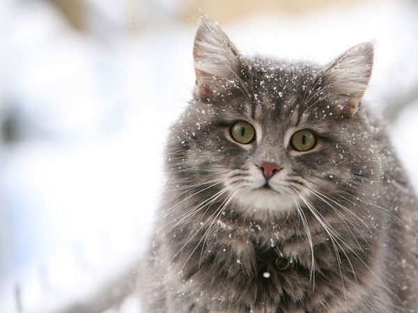 Котовторник