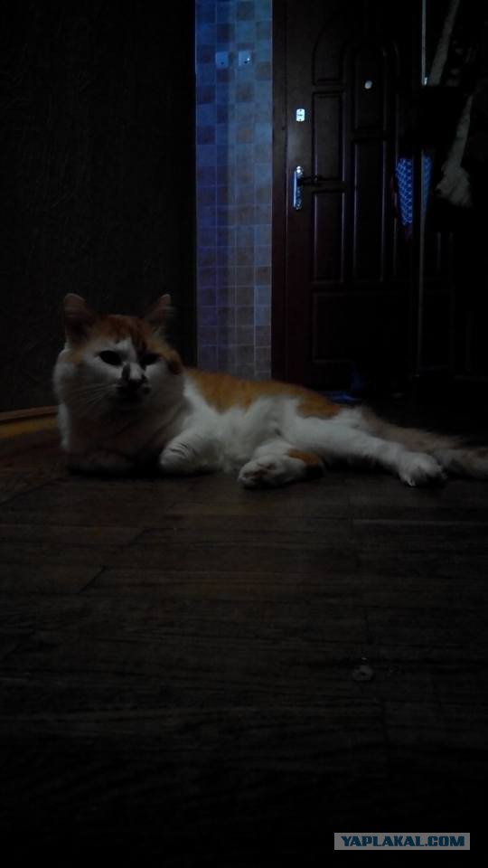 Котовторник 19.01.2016