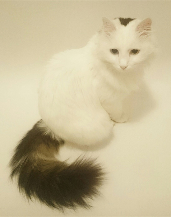 Котовторник  01.03.2016