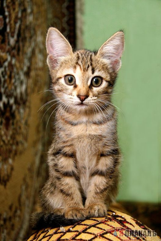 Вторничный котомёт!