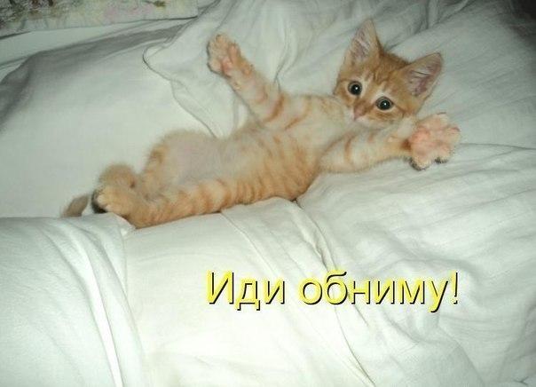 Прикольные животные