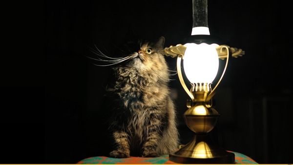 Нашёл нового кота с лампой