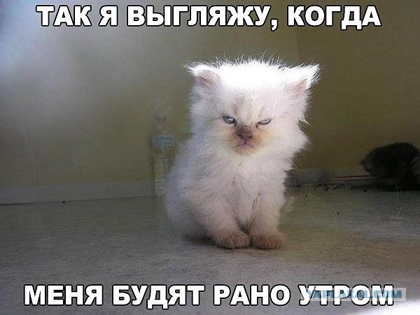 Котовторник 20.09.2016