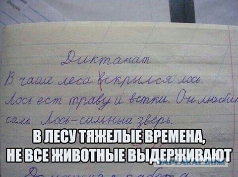 Порция картинок из сети