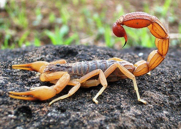 Факты о скорпионах, о которых вы могли не знать