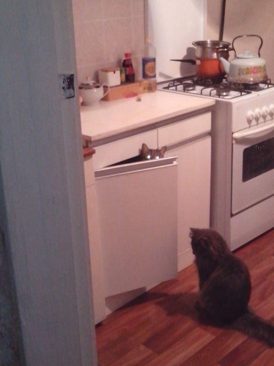 Коты из сети