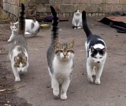 Коты из сети