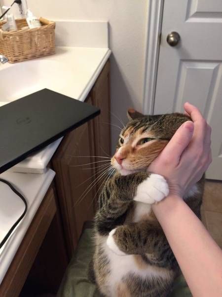 Коты и Кошки