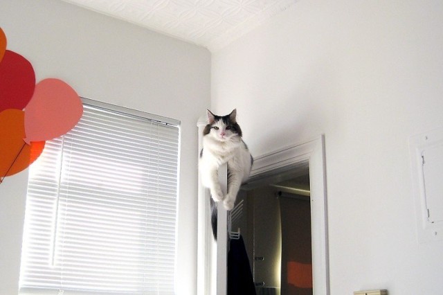 Коты и Кошки