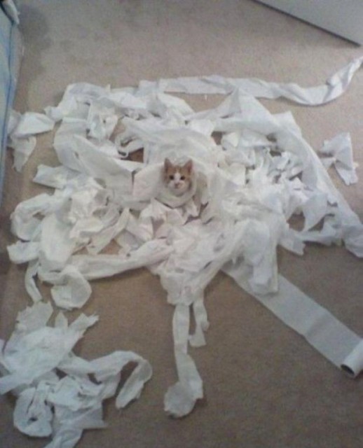 Коты и Кошки
