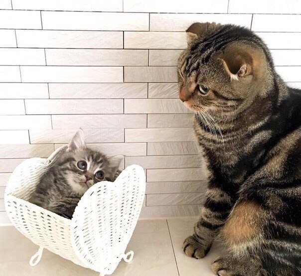 Коты и Кошки