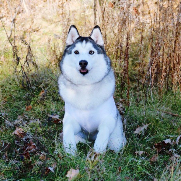 Живность из сети