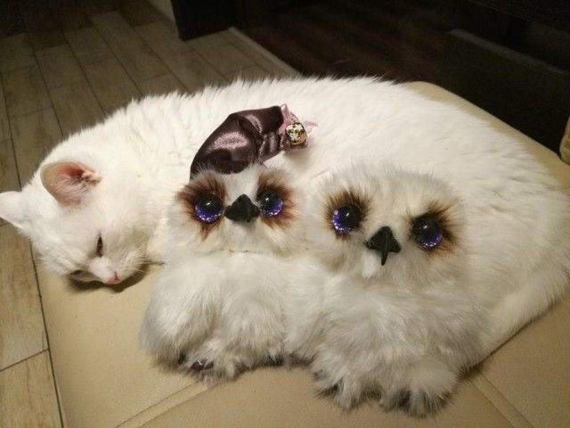 Подборка забавных животных