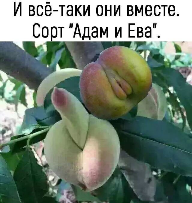 Фото, к которым придется присматриваться дважды