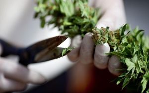 Первая в G7: Парламент Канады проголосовал за  легализацию марихуаны