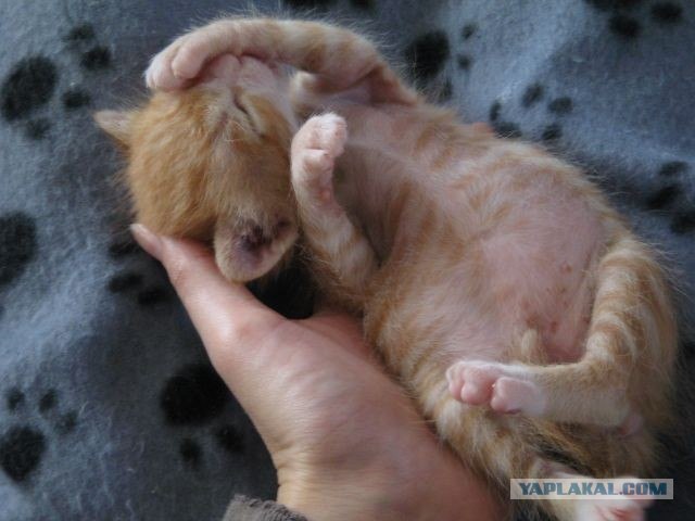 Котовторник на ЯПлакалъ 08.07.2008