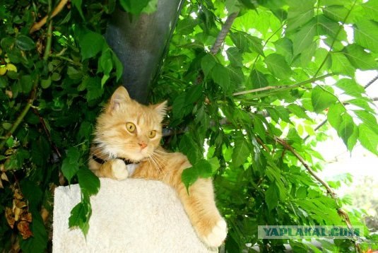 Рыжий котовторник на ЯПлакал!, Смотрим  и добавляем!