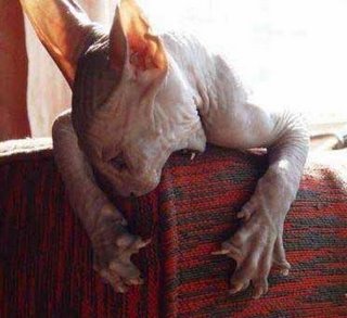 Кошак в шоке